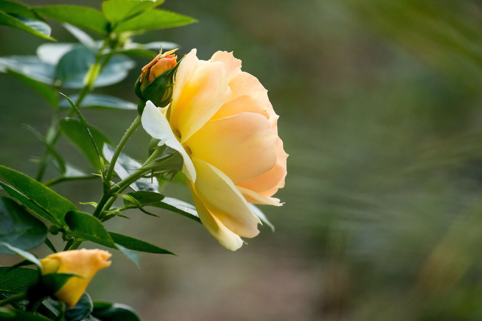 Canon EF-S 55-250mm F4-5.6 IS STM sample photo. Rose, plant, flower photography