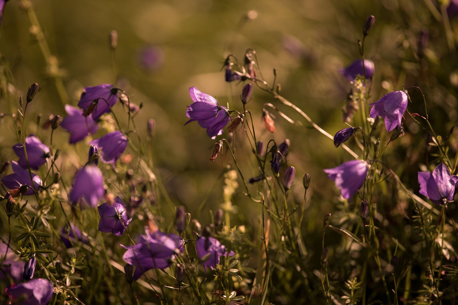 Nikon D750 sample photo. Round leaved bellflower, campanula photography