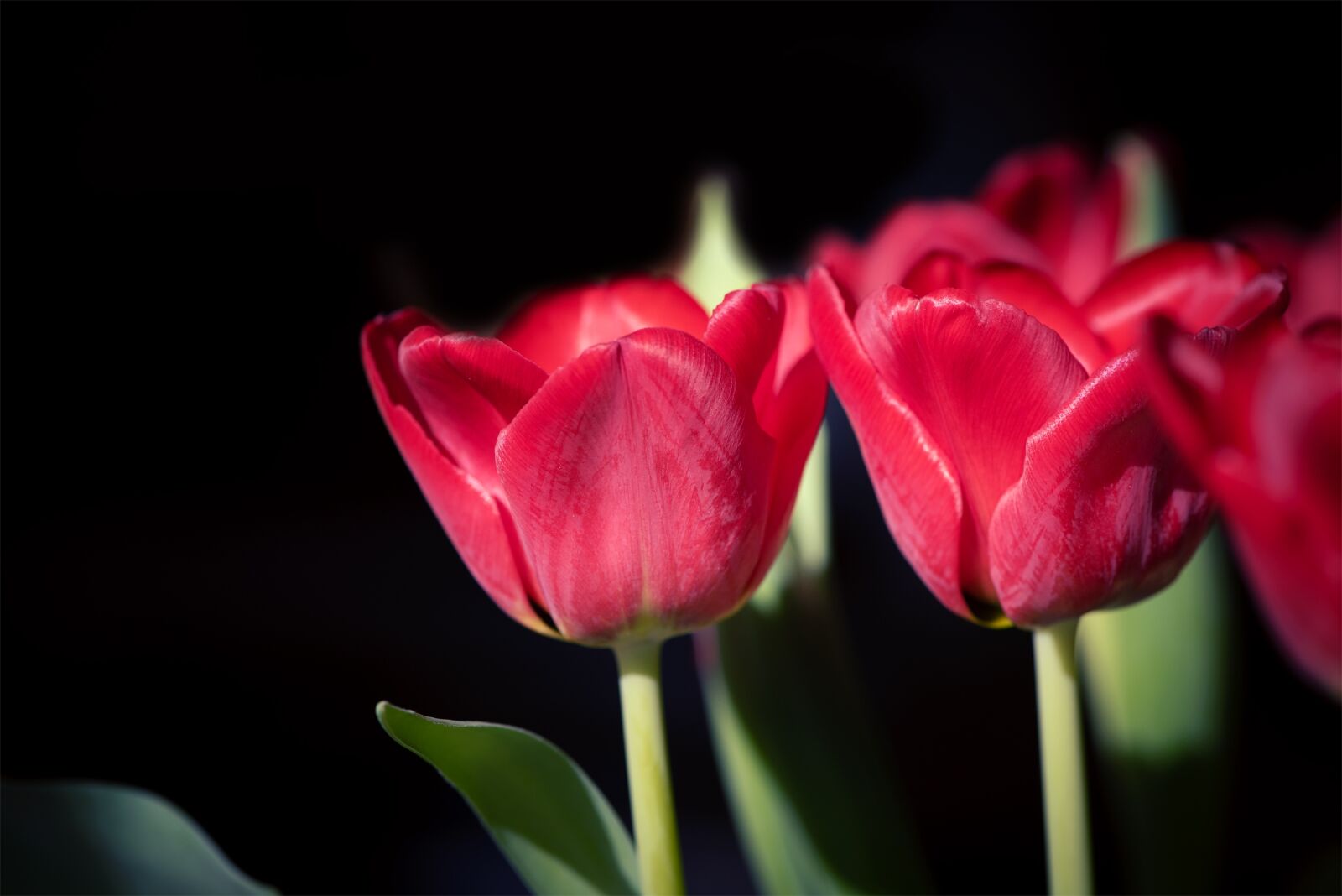 Nikon D750 sample photo. Tulips, red, flowers photography