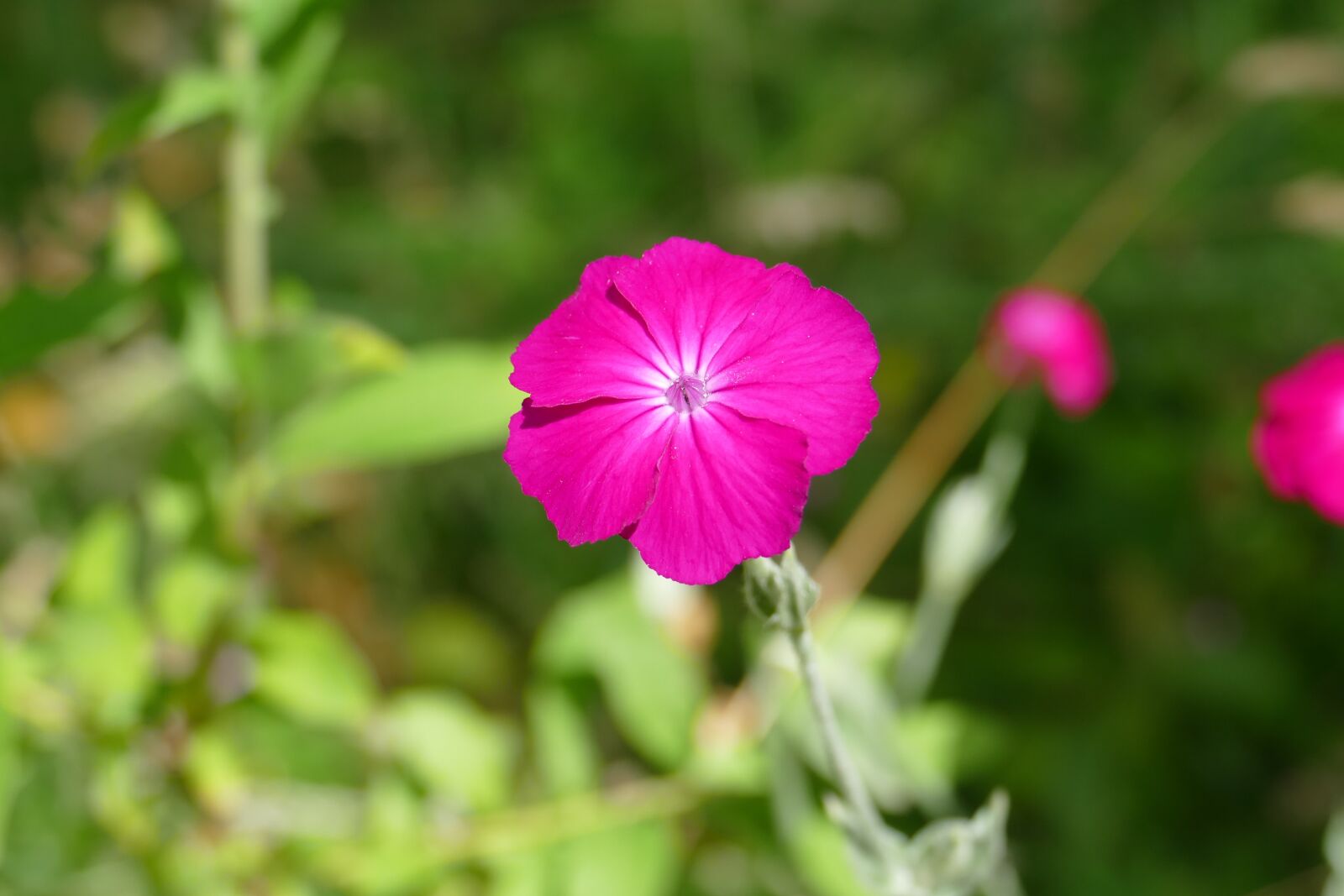 Panasonic Lumix DMC-FZ1000 sample photo. Close up, wild flower photography