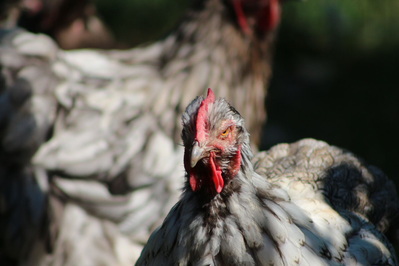 Canon EF75-300mm f/4-5.6 sample photo. Chicken, hen, poultry photography
