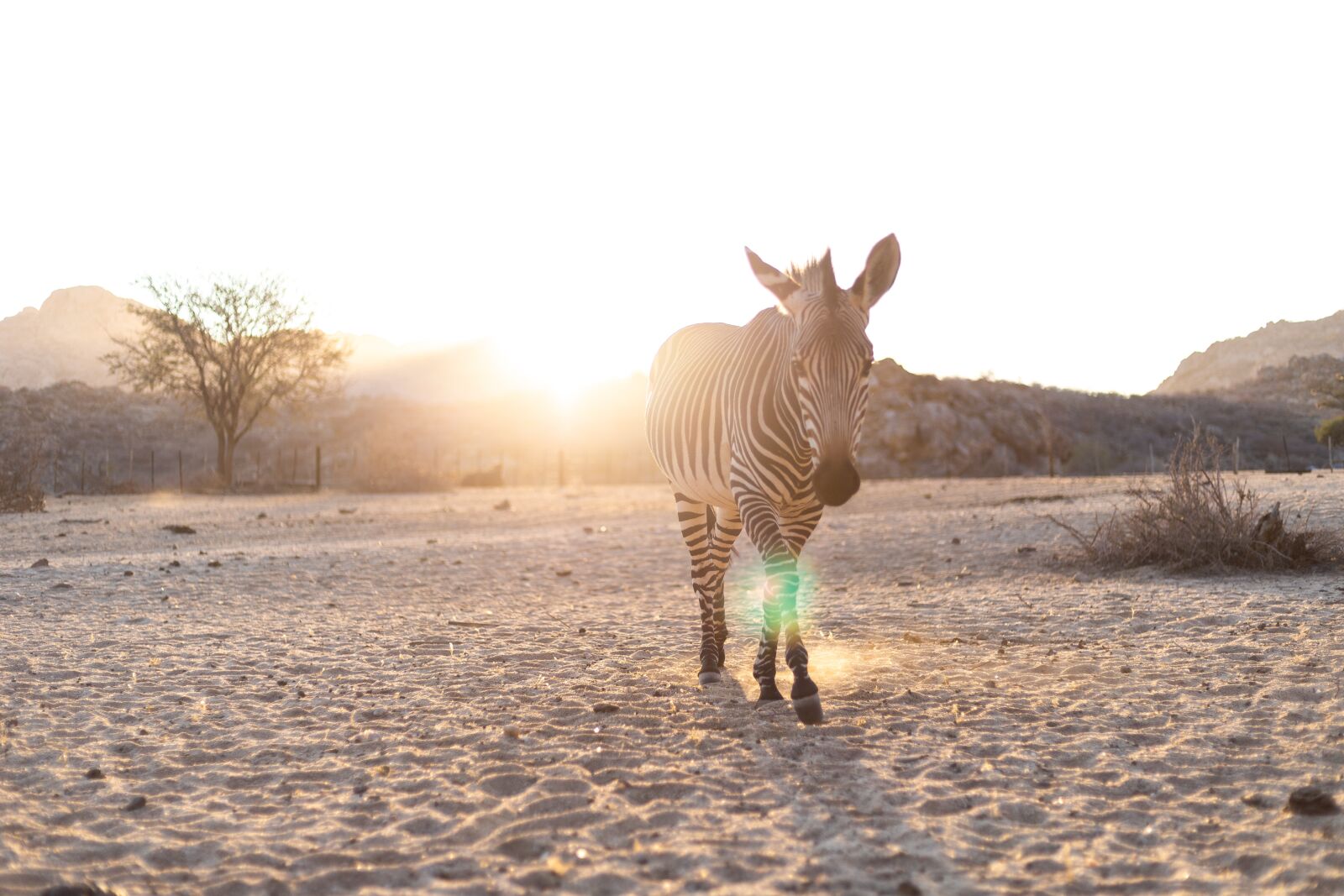 Canon EF 50mm F1.8 STM sample photo. Zebra, backlighting, mammal photography