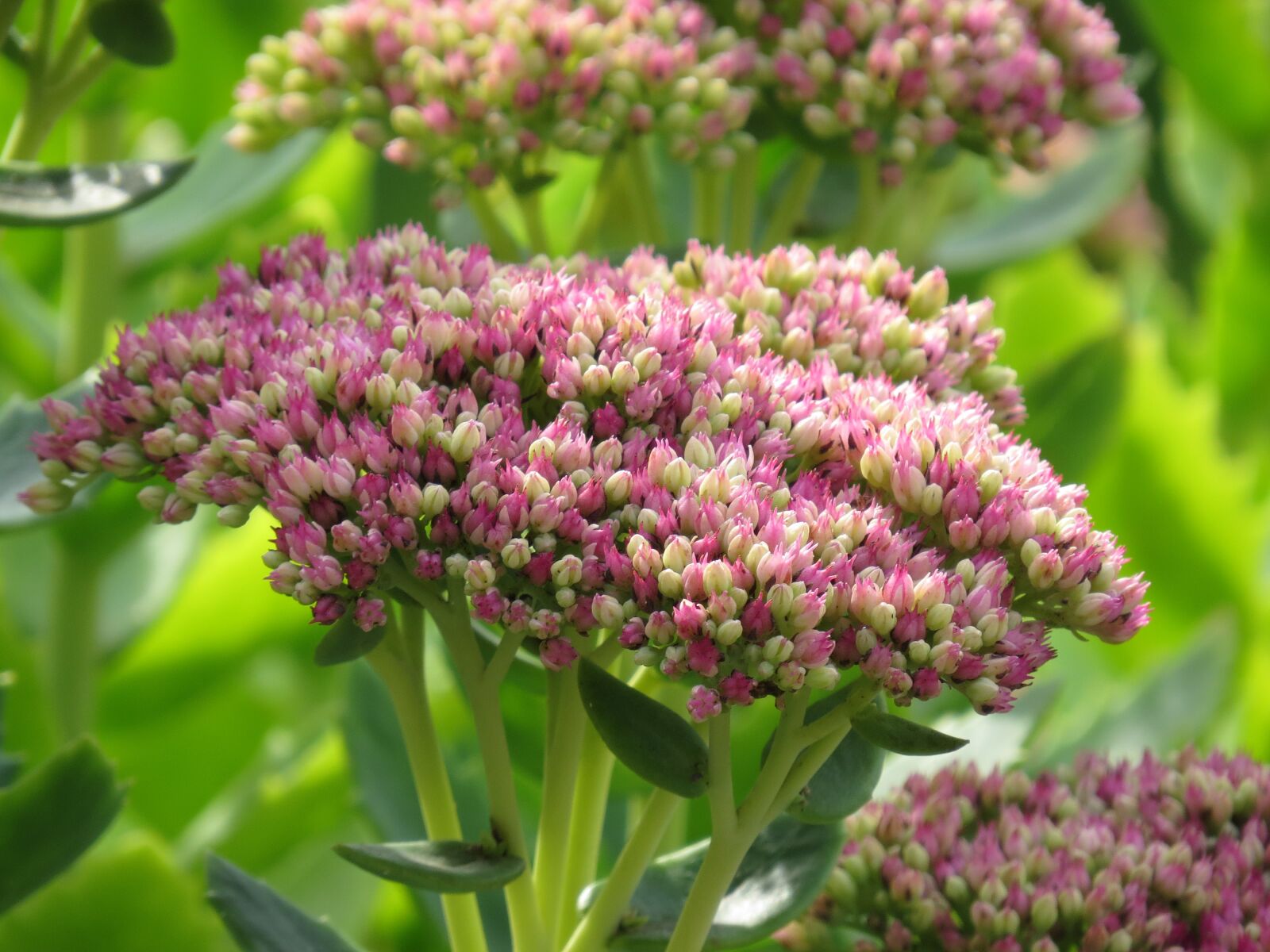 Canon PowerShot SX50 HS sample photo. Stonecrop, pink, flower photography