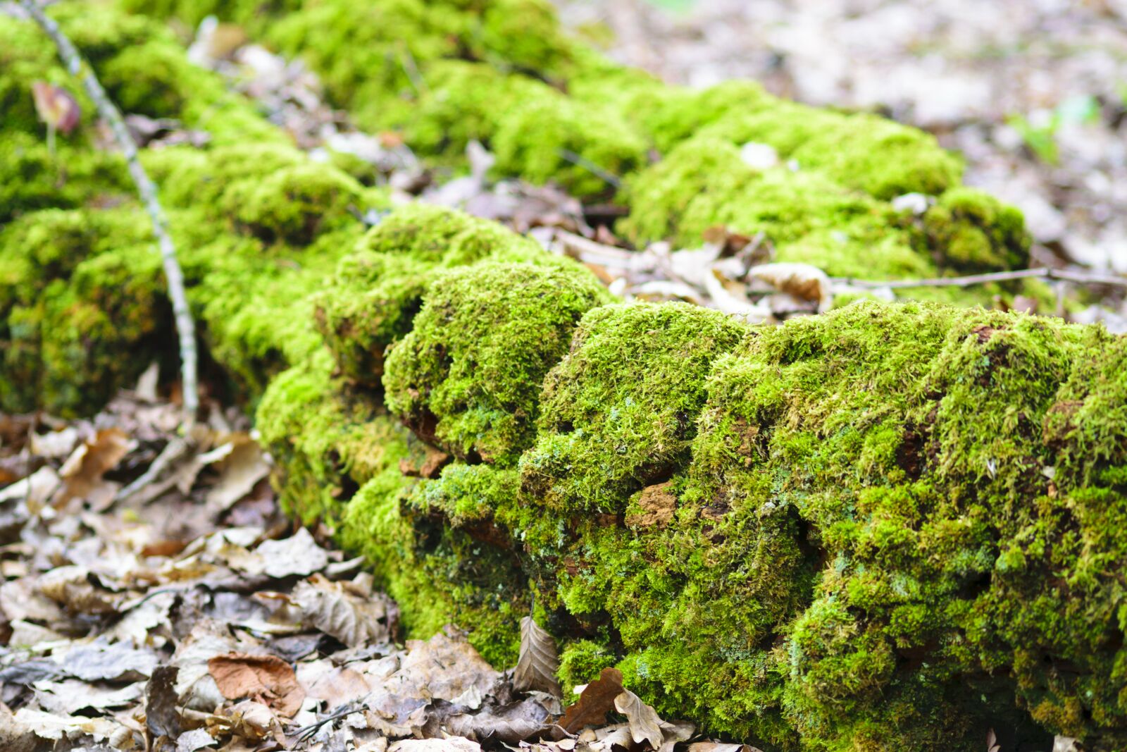 Nikon D5300 sample photo. Tree, bark, moss photography