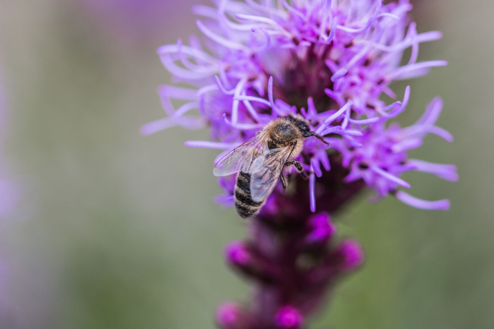 Canon EOS 70D sample photo. Liatris spicata, splendor notch photography