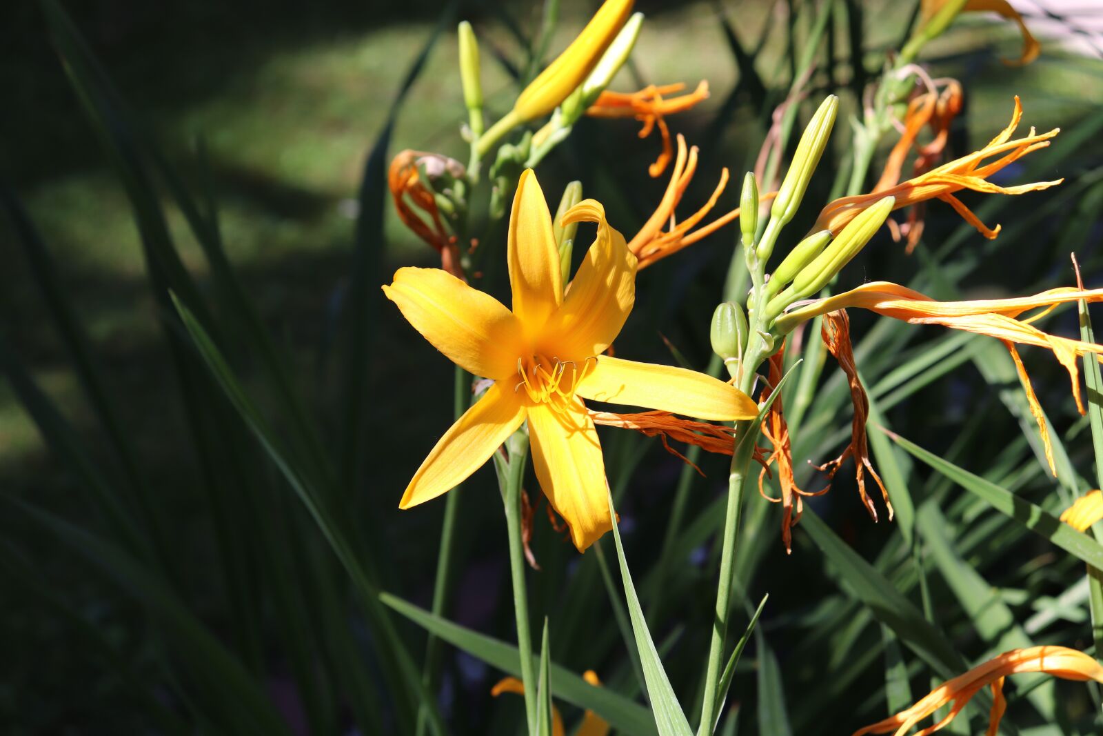 Canon EOS 200D (EOS Rebel SL2 / EOS Kiss X9) sample photo. Summer, sun, garden photography