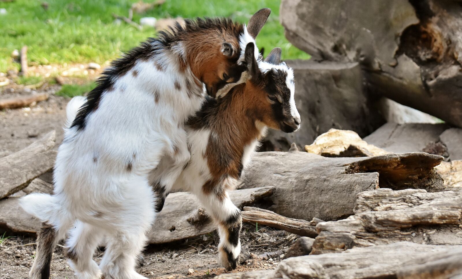 Nikon D7200 sample photo. Goats, young animals, playful photography