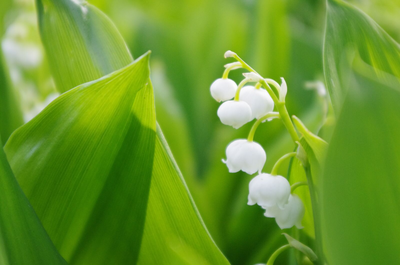 Pentax K-r sample photo. Lily of the valley photography