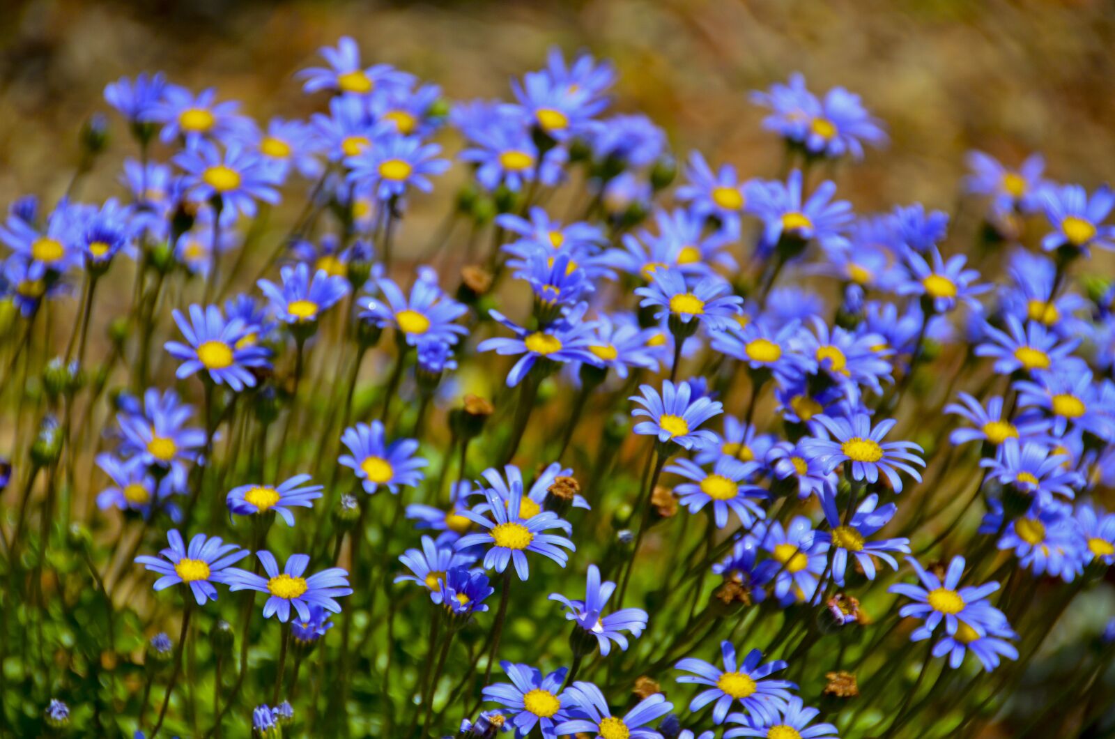 Nikon D7000 sample photo. Spring, natural, spring flowers photography