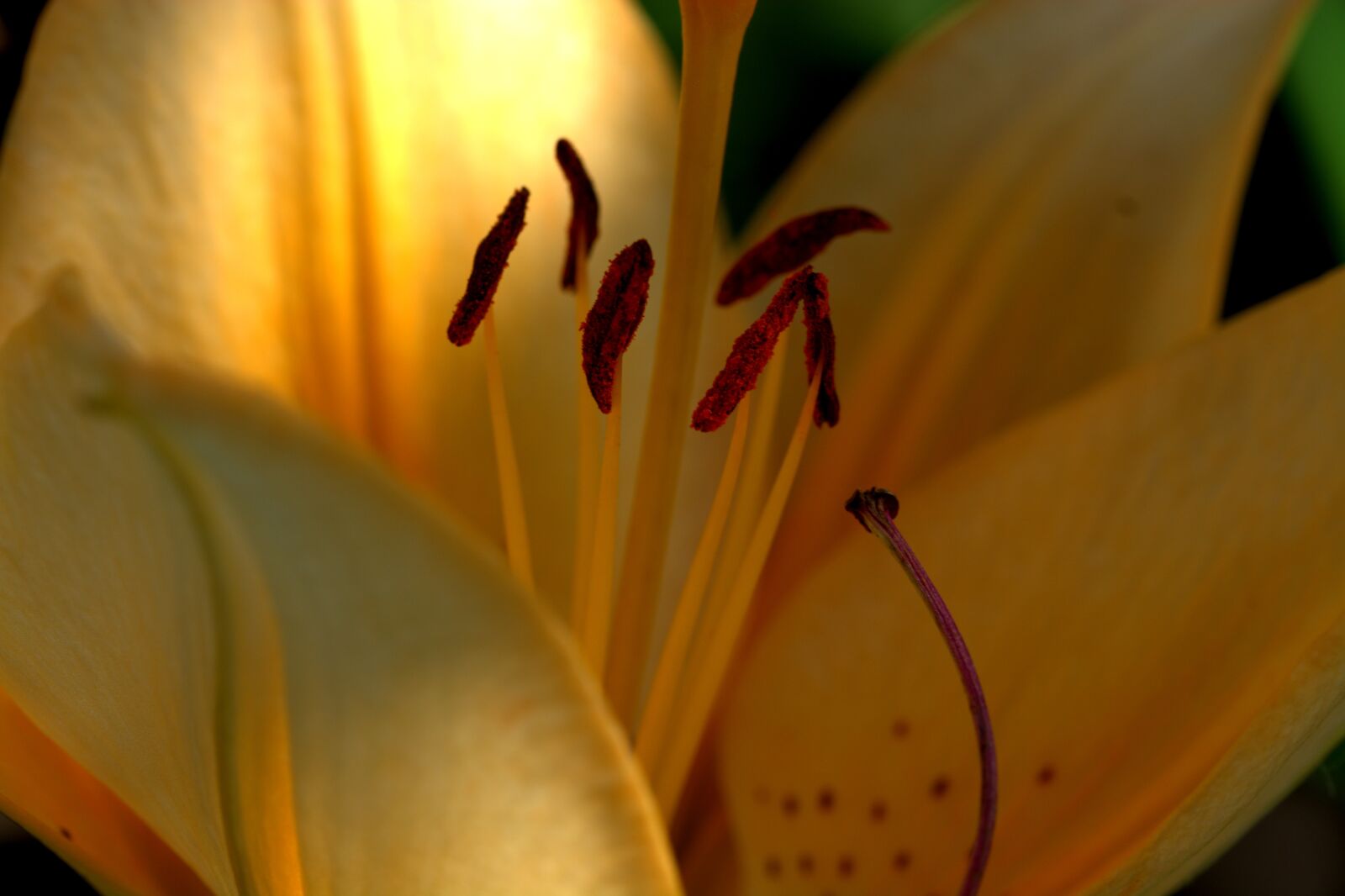 Nikon D5200 sample photo. Lily, blossom, bloom photography