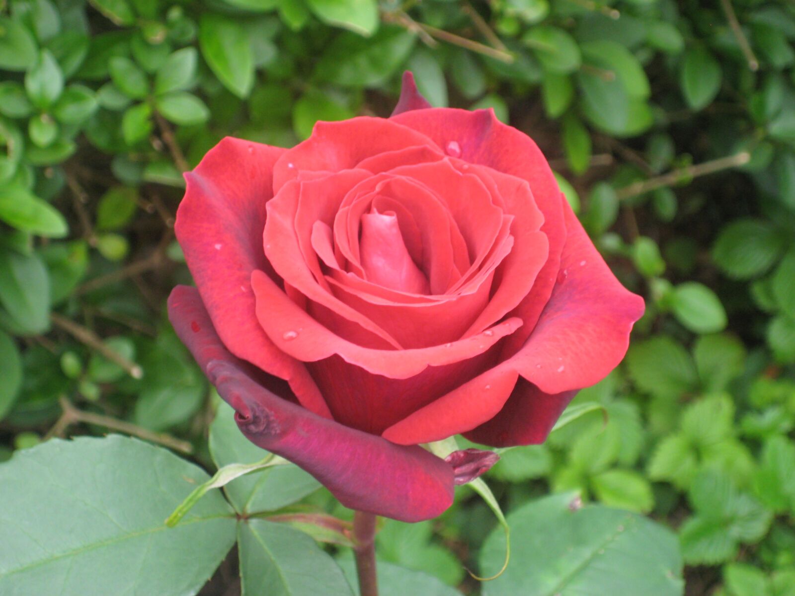Canon DIGITAL IXUS 75 sample photo. Rose, red, bloom photography