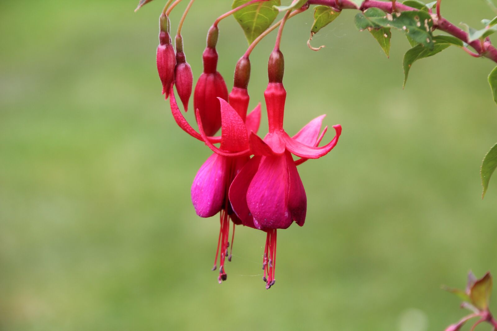 Canon EOS 600D (Rebel EOS T3i / EOS Kiss X5) sample photo. Fushia, fushia red, flowering photography