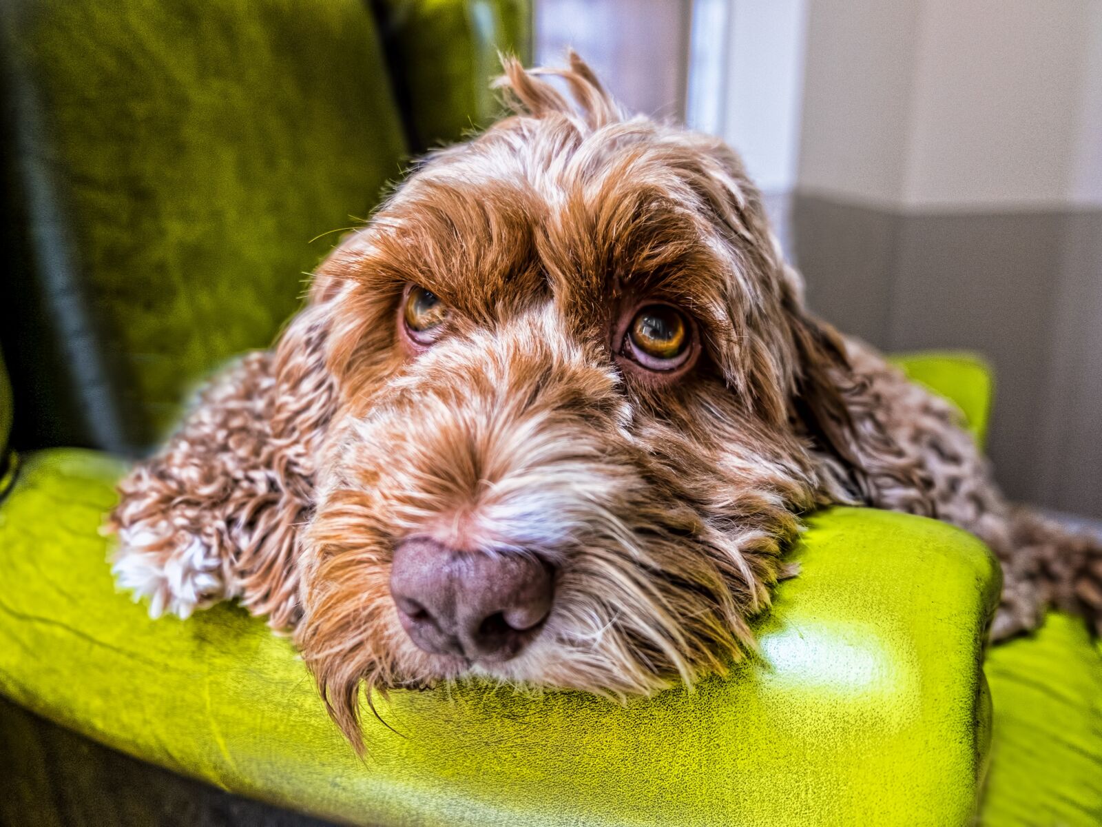 Fujifilm XC 16-50mm F3.5-5.6 OIS II sample photo. Dog, eyes, face photography
