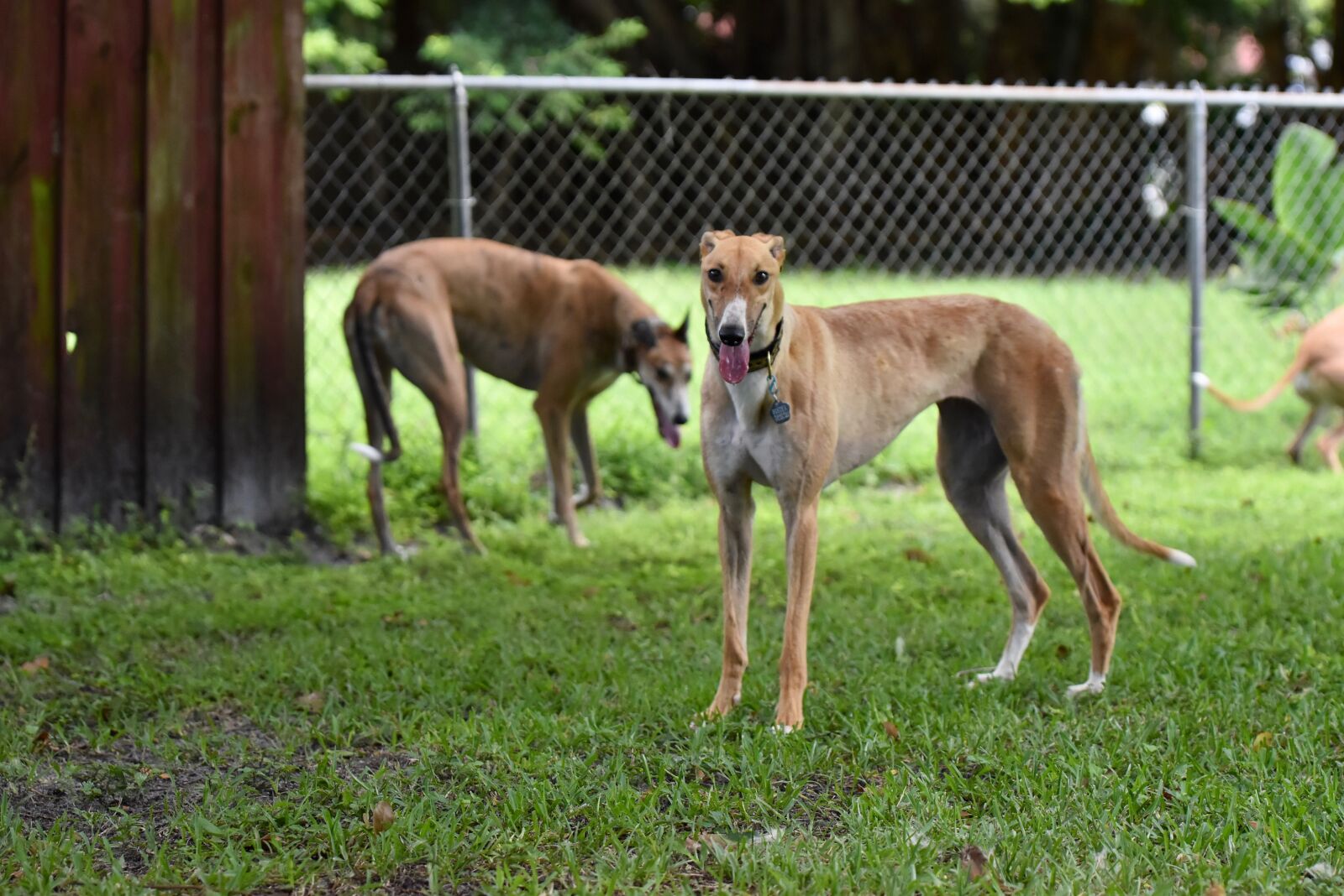 Nikon D5500 sample photo. Greyhound, retired racer, dog photography