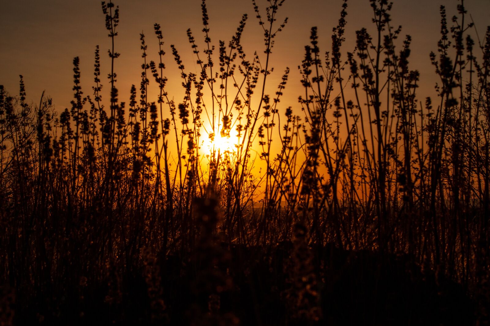 Nikon D5000 sample photo. Sunset, sol, sky photography