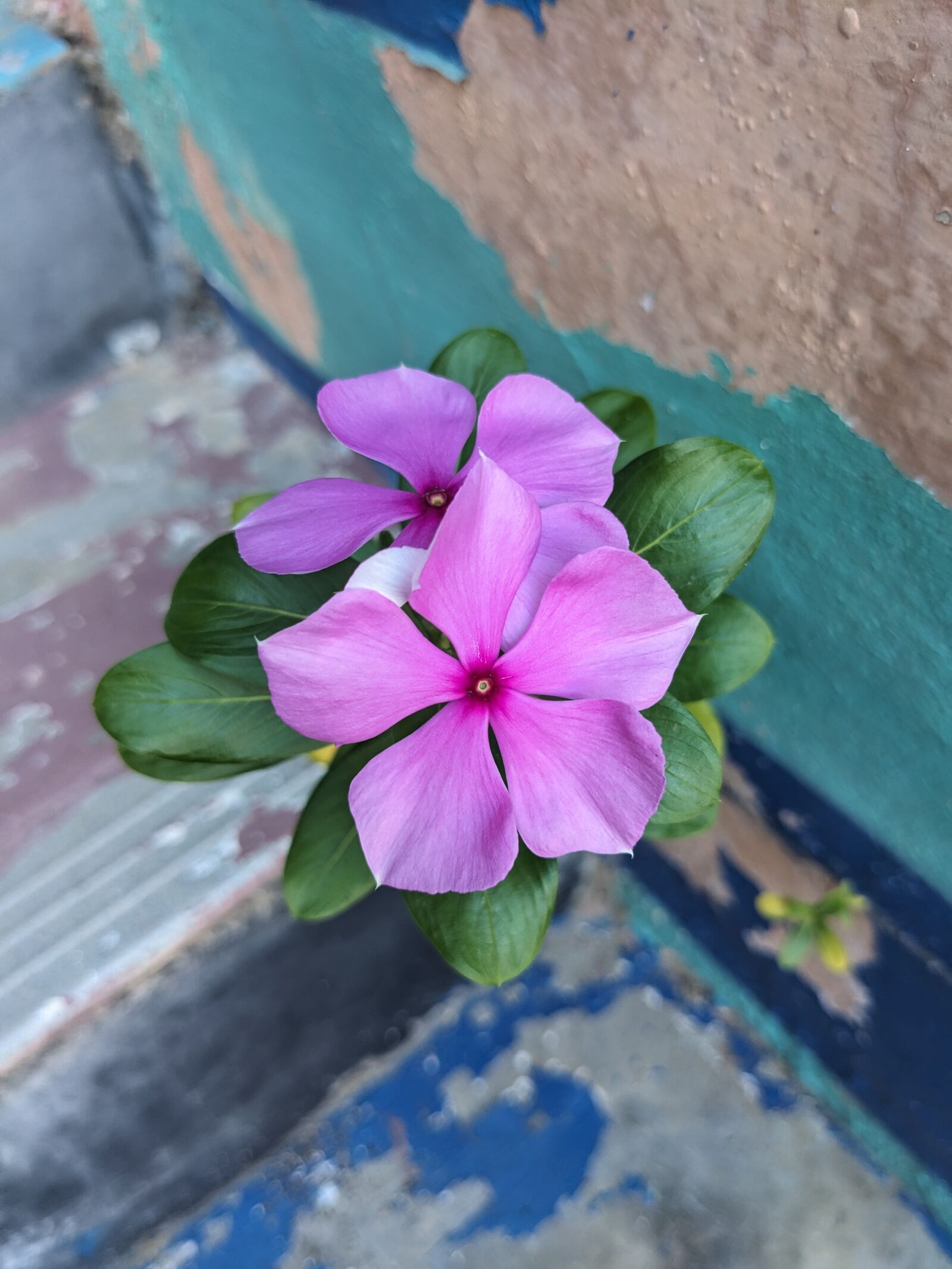 Google Pixel 5 sample photo. Flower1 photography