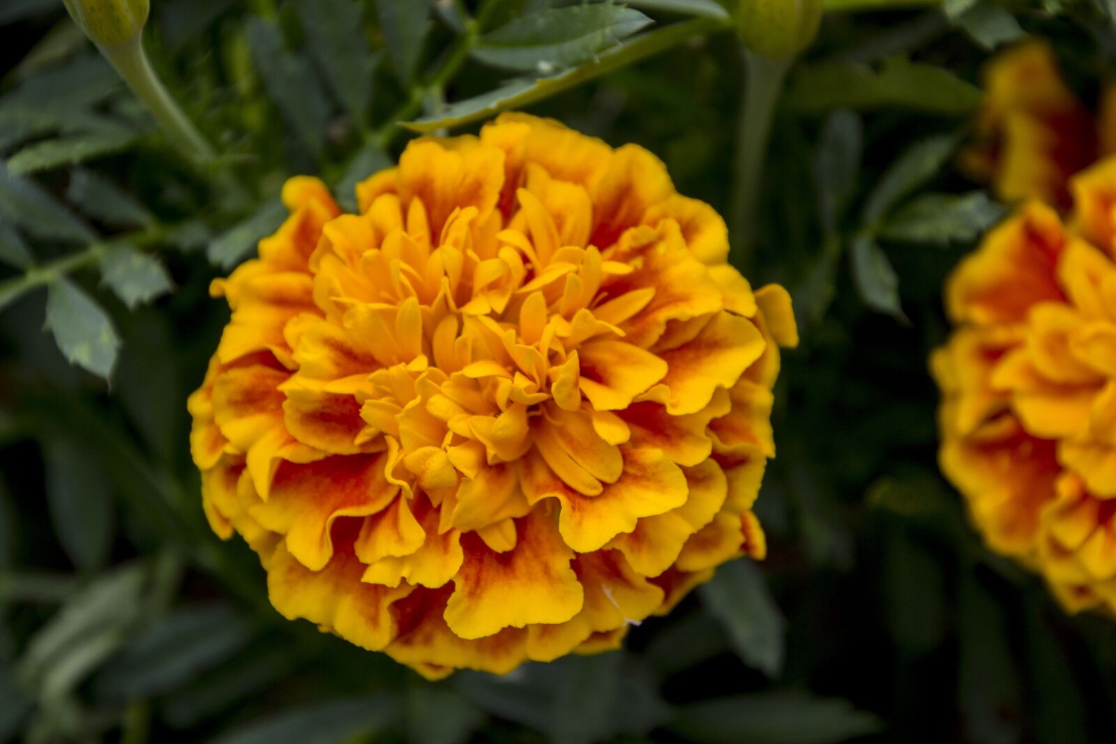 Canon EOS 700D (EOS Rebel T5i / EOS Kiss X7i) sample photo. Harpsichord, stud yellow, flower photography