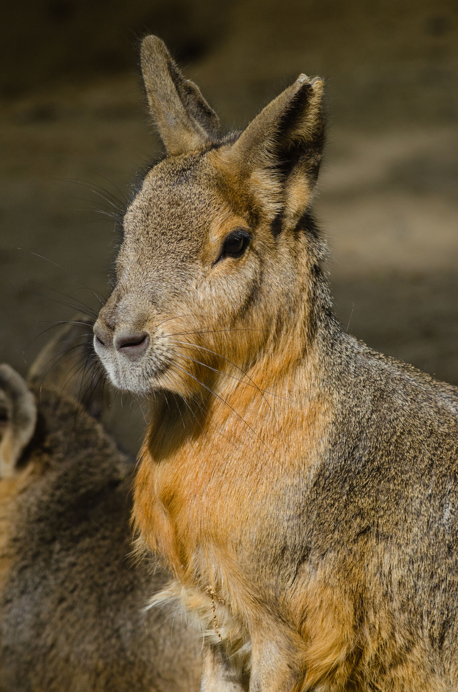Nikon D7000 + Sigma APO Tele Macro 300mm F4 sample photo