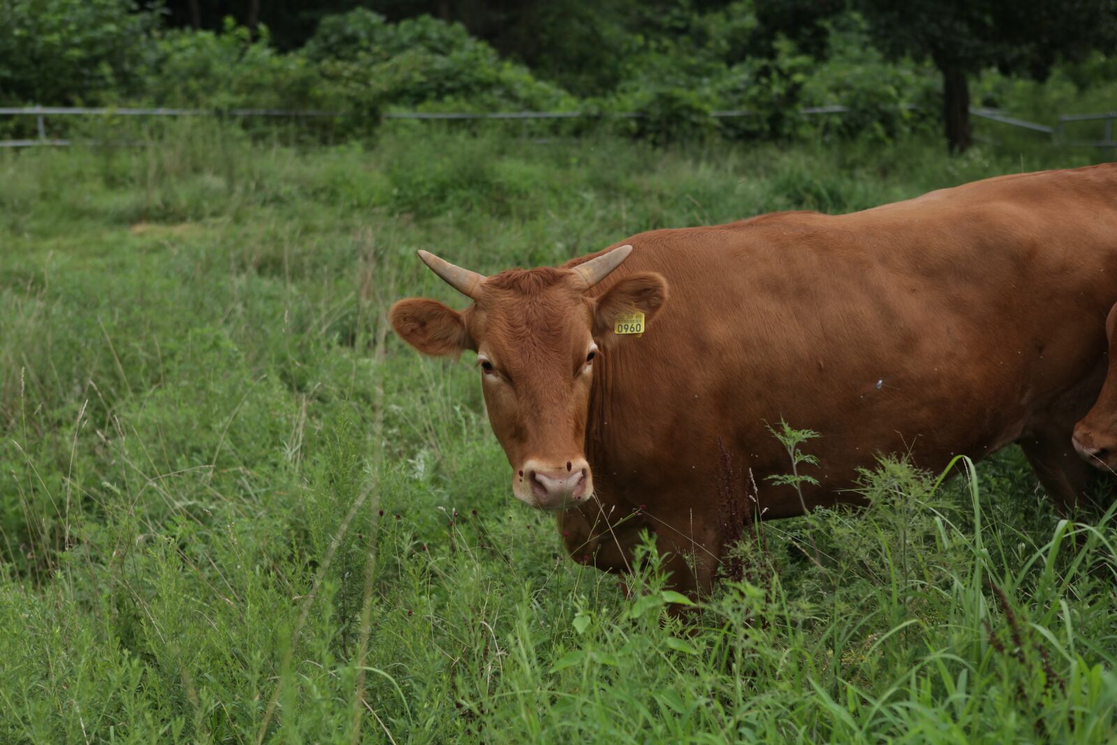 Canon EOS 5D Mark II sample photo. Hanwoo, meat, cow photography