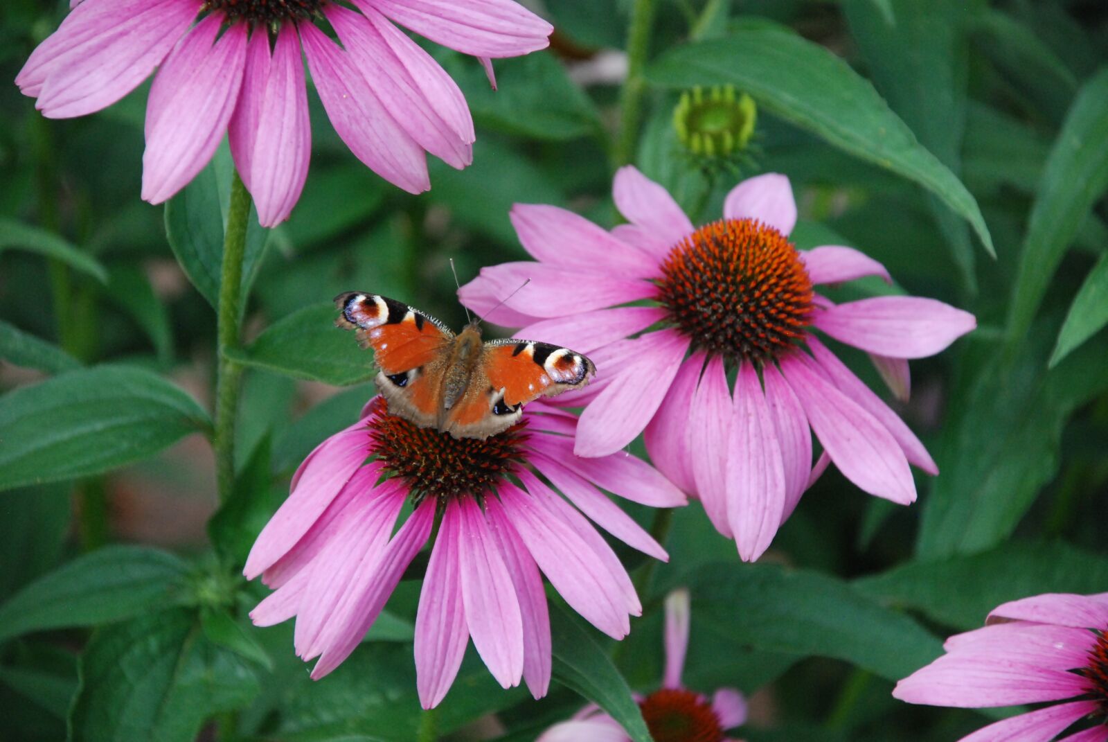 Nikon D80 sample photo. Butterfly, blossom, bloom photography