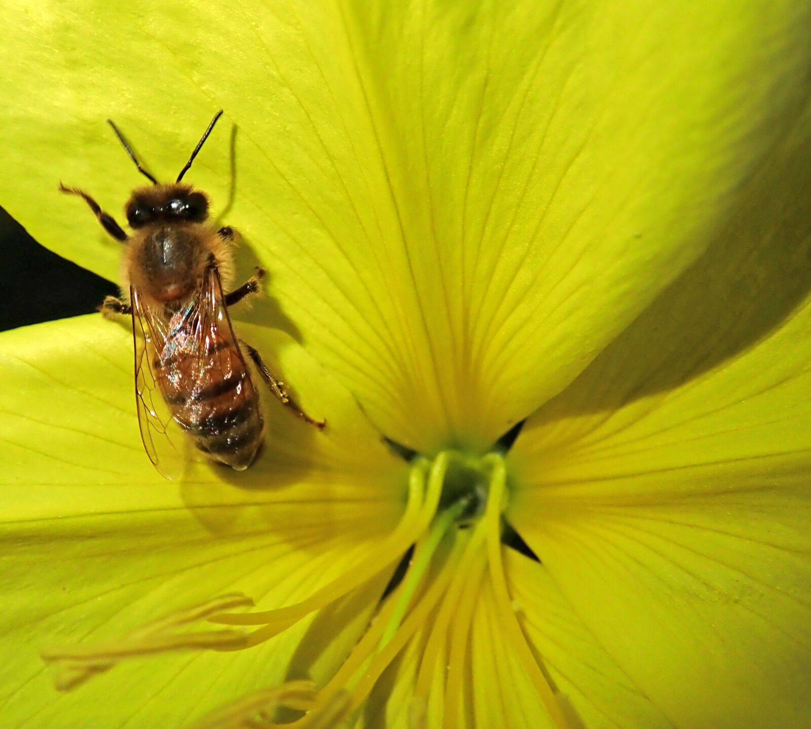 Olympus TG-5 sample photo. Bee, insect, flower photography