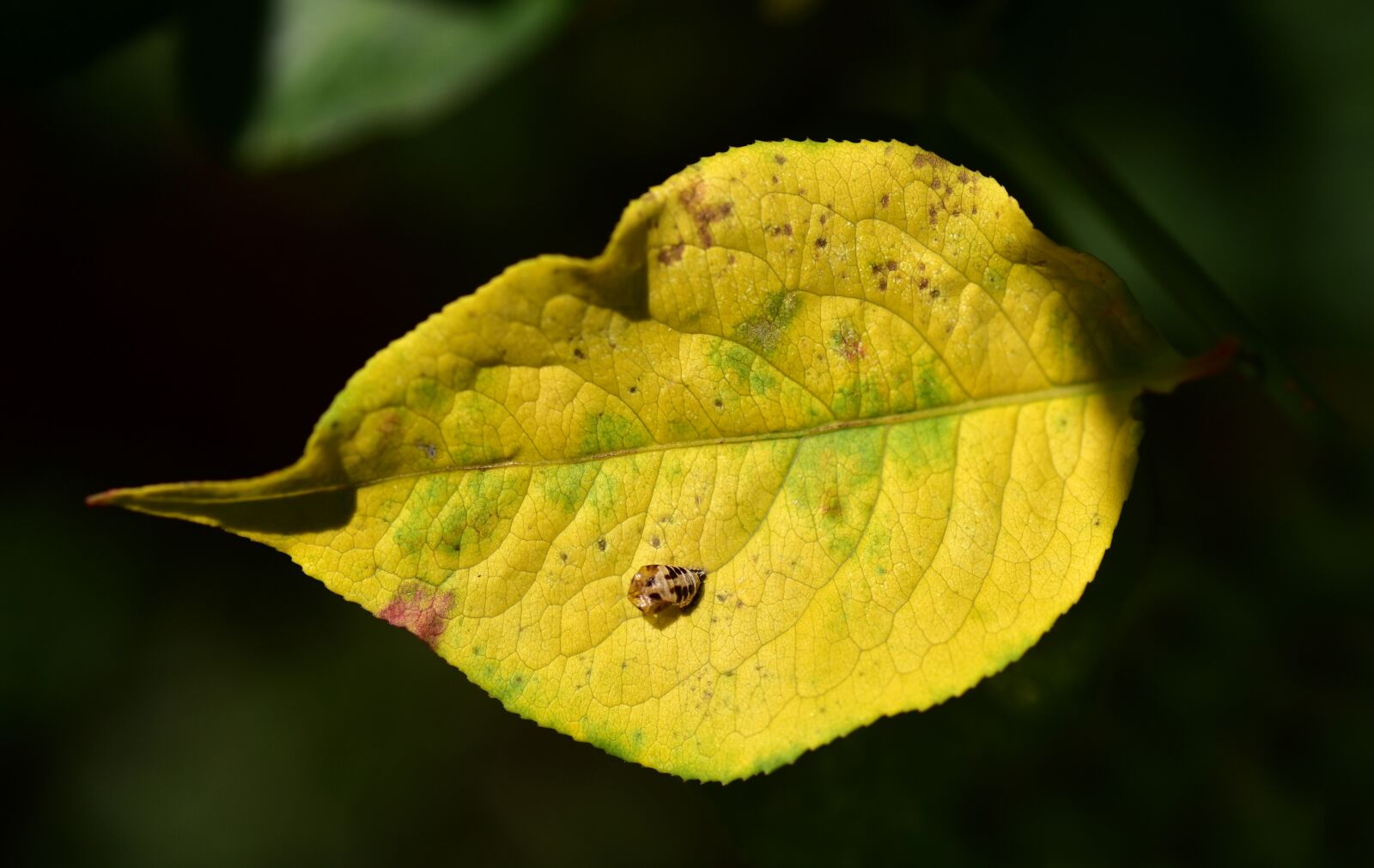 Nikon D750 sample photo. Leaf, autumn, yellow photography