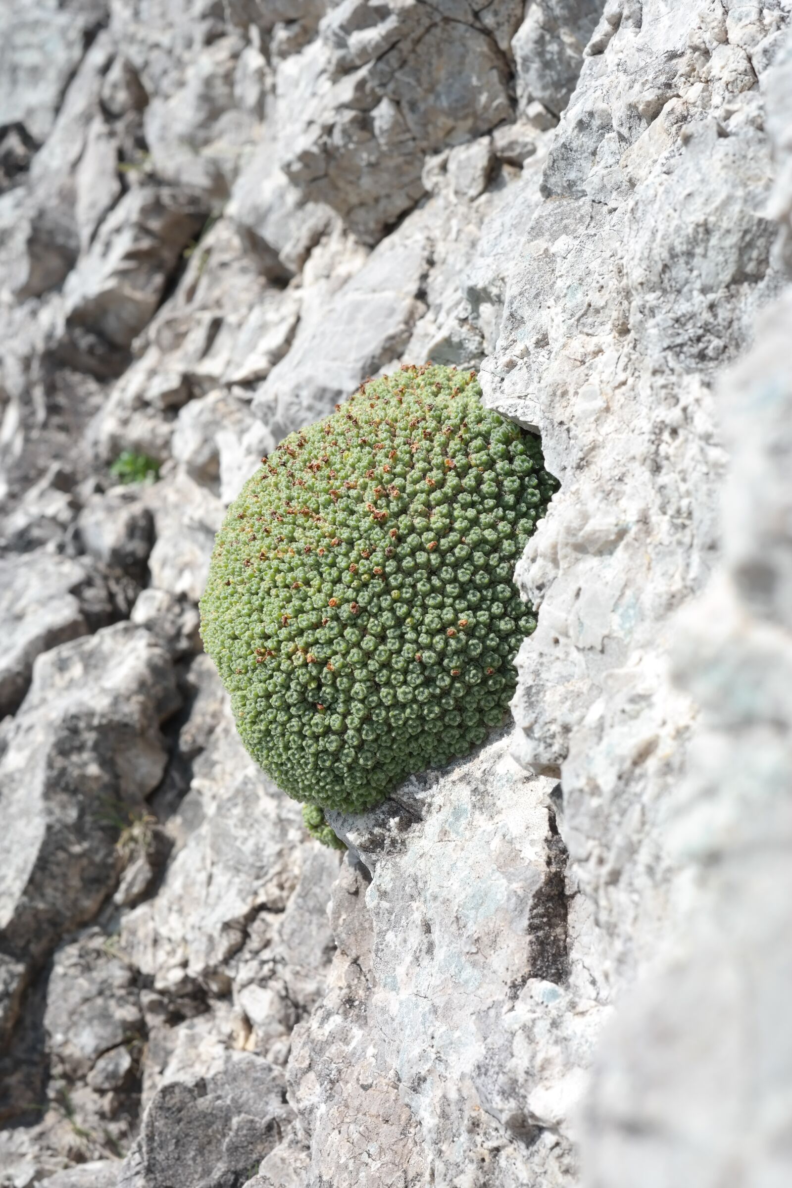 Samsung NX300 sample photo. Man sign, plant, alpine photography