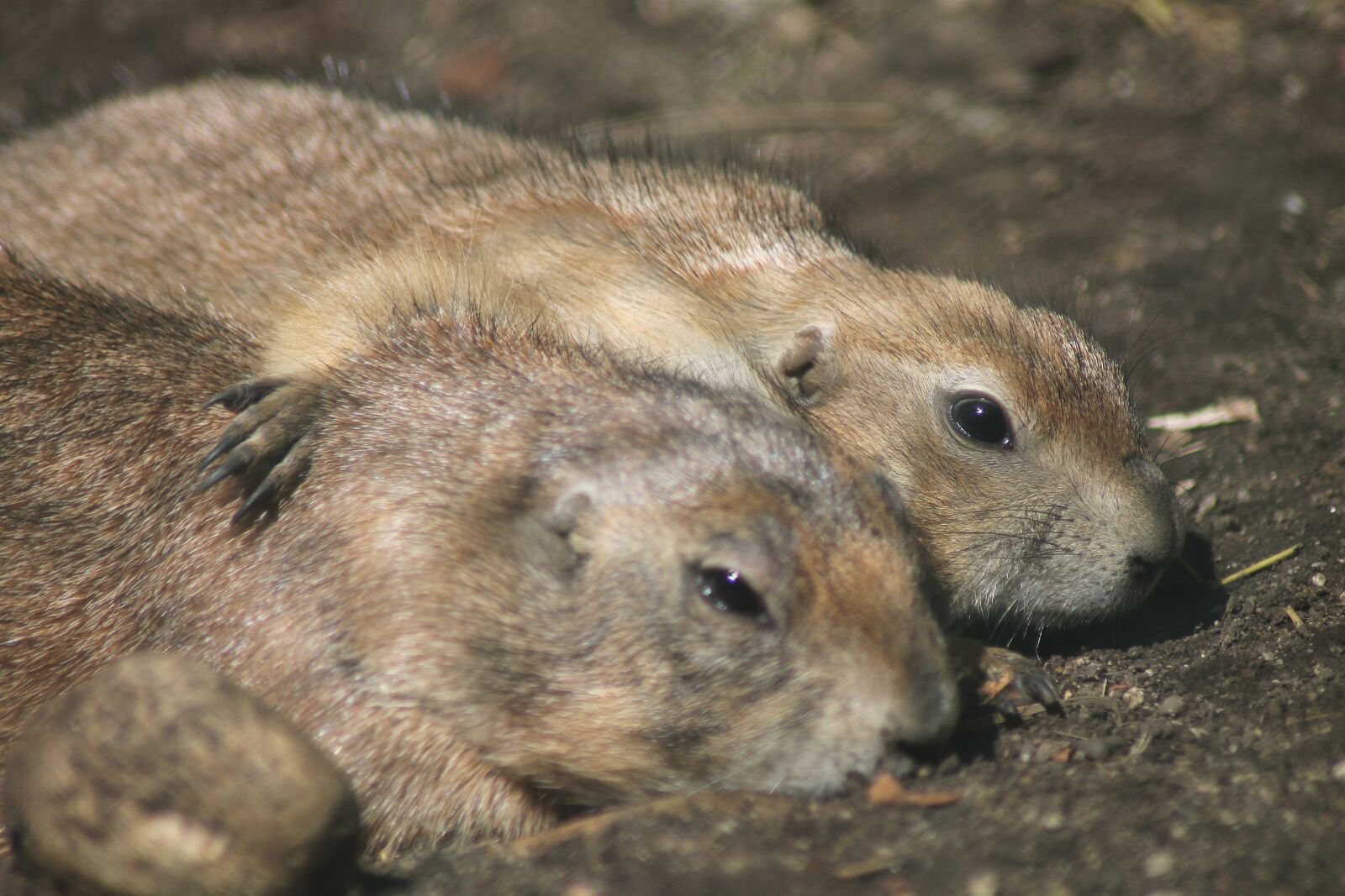 Canon EOS 1100D (EOS Rebel T3 / EOS Kiss X50) sample photo. Prairie dog, zoo, animal photography