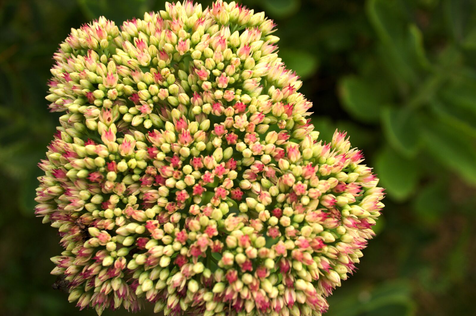 Canon EOS 600D (Rebel EOS T3i / EOS Kiss X5) sample photo. Flowers, flower, greens photography