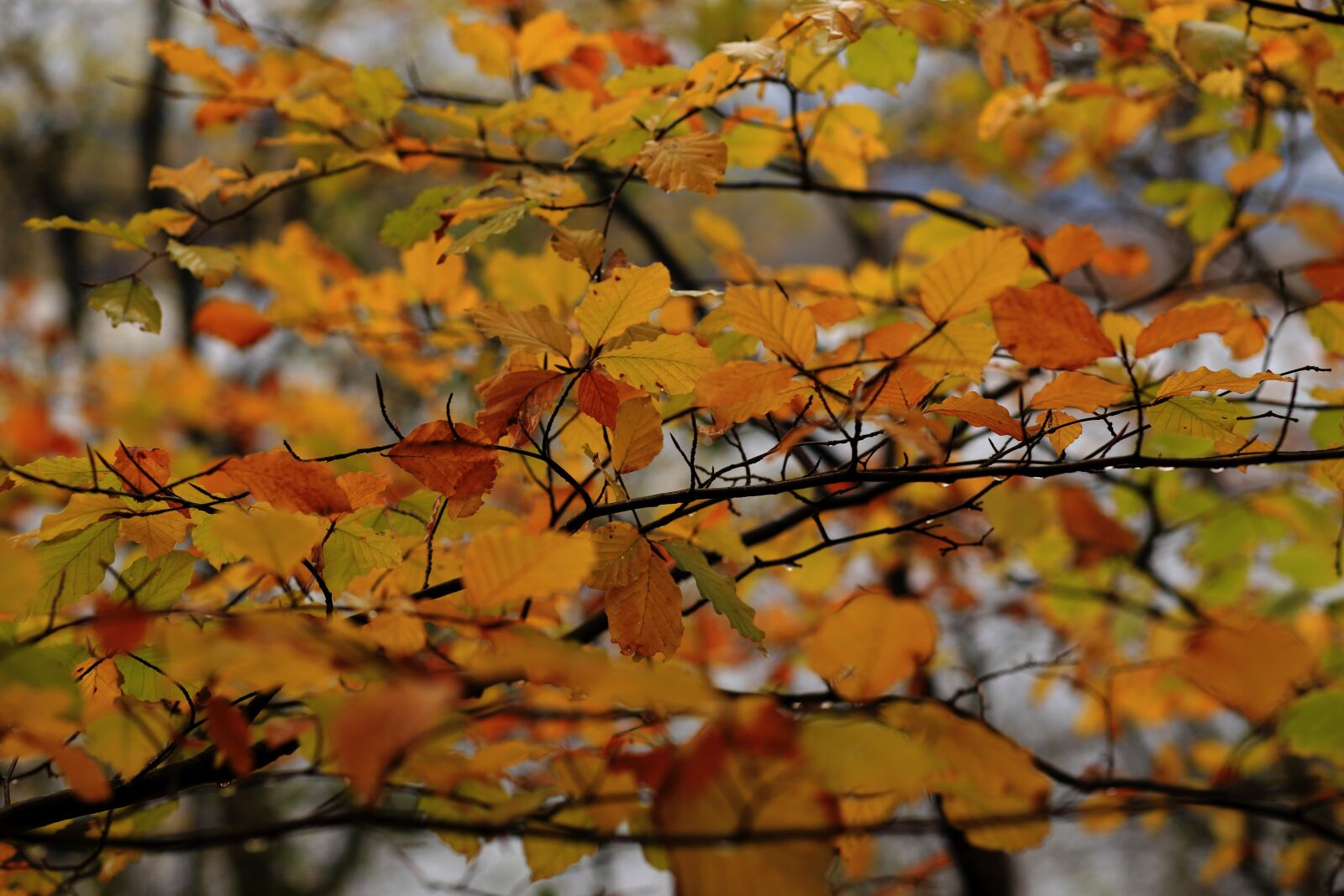Canon EF 85mm F1.8 USM sample photo. Autumn, leafs, fall photography