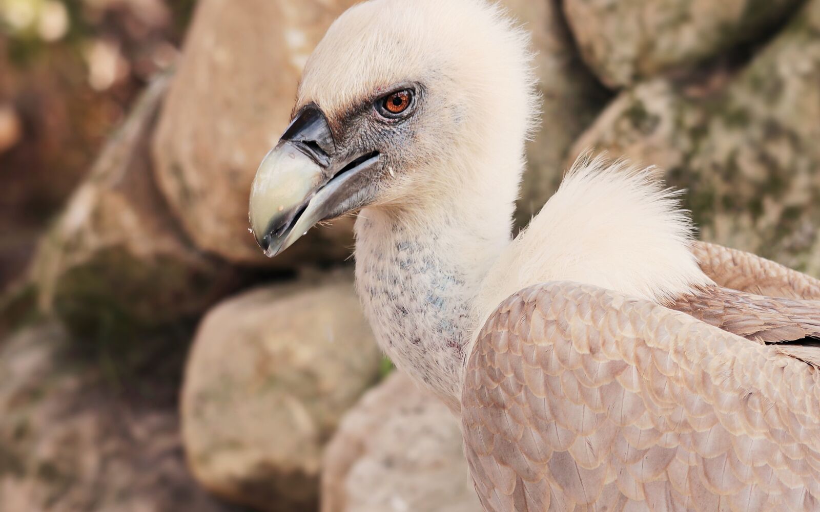 Canon EOS 80D sample photo. Vulture, bird, scavengers photography