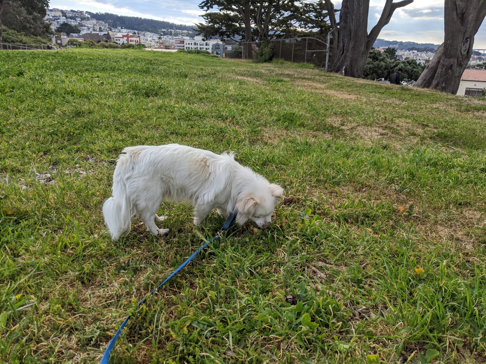Google Pixel 3 XL sample photo. Park, dog, white photography