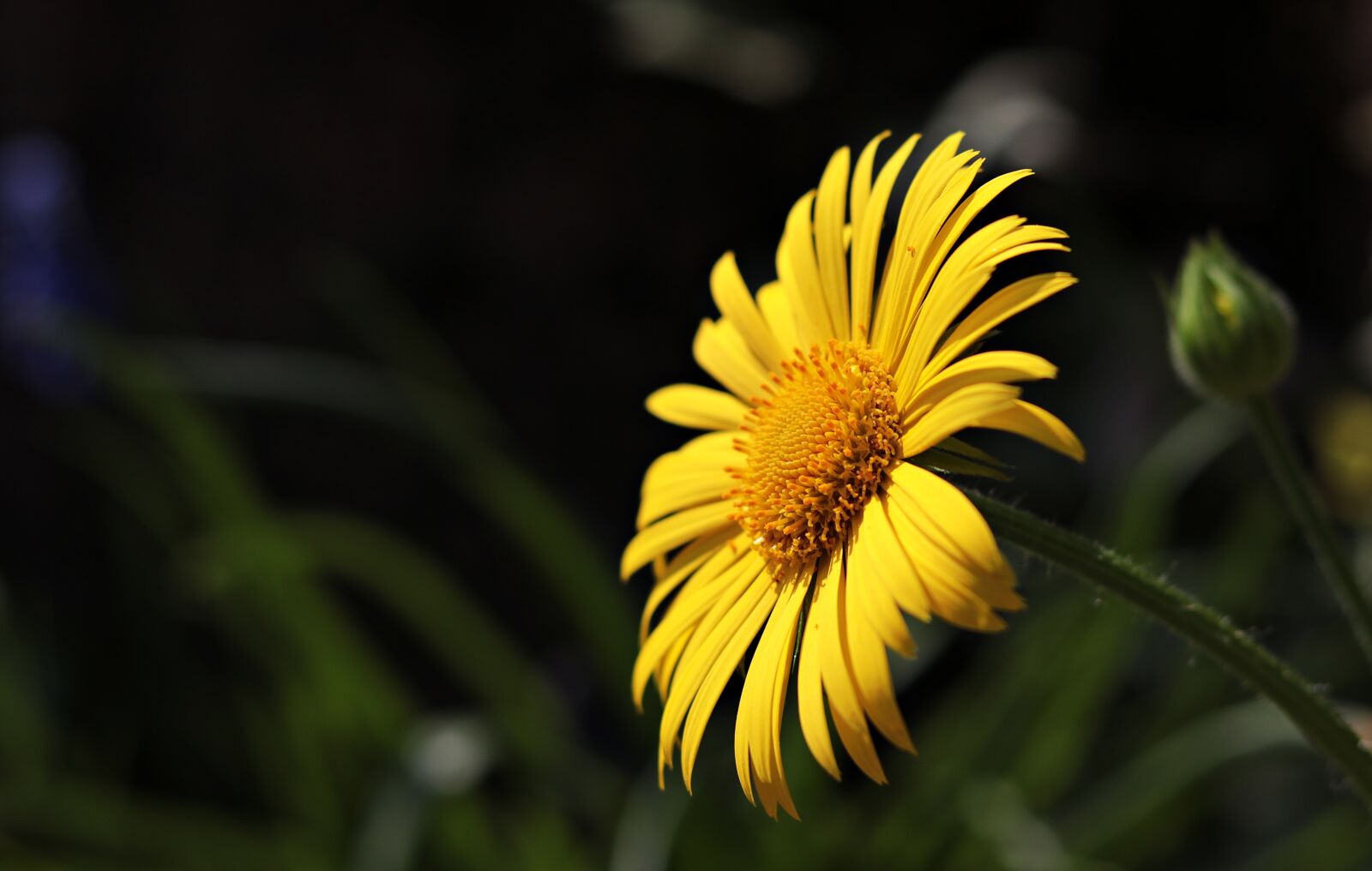 Canon EOS 80D + Canon EF 50mm F1.8 STM sample photo. Marguerite, flower, argyranthemum frutescens photography