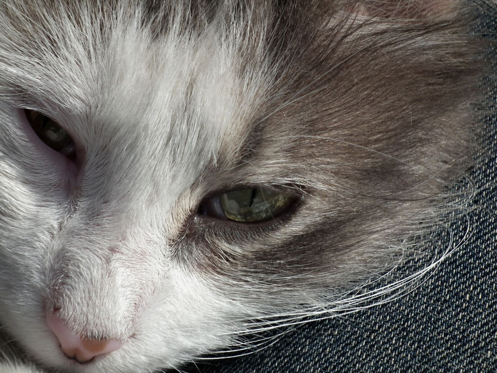 FujiFilm FinePix HS10 (FinePix HS11) sample photo. Cat, pet, cute photography