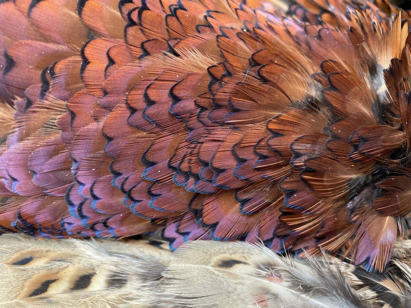 Apple iPhone 11 sample photo. Feathers, pheasant, plumage photography