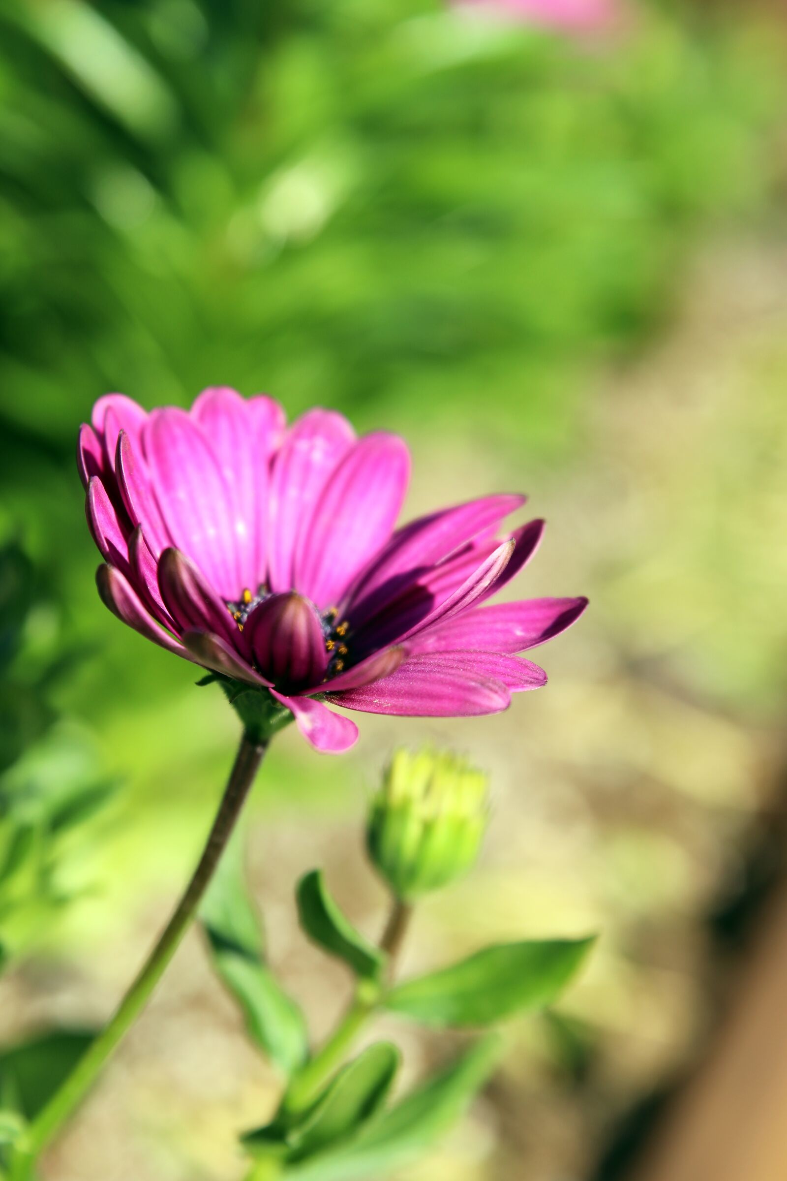 Canon EOS 800D (EOS Rebel T7i / EOS Kiss X9i) sample photo. Spring, flowers, nature photography