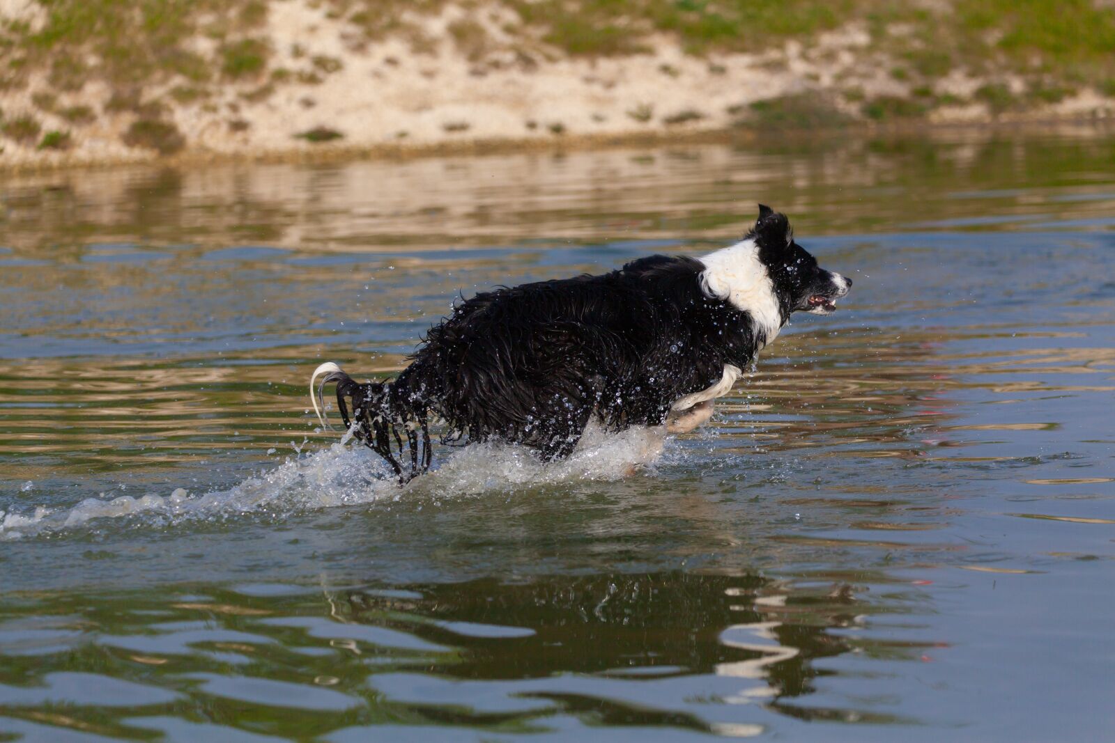 Canon EOS 5D Mark II sample photo. Collie in water, running photography