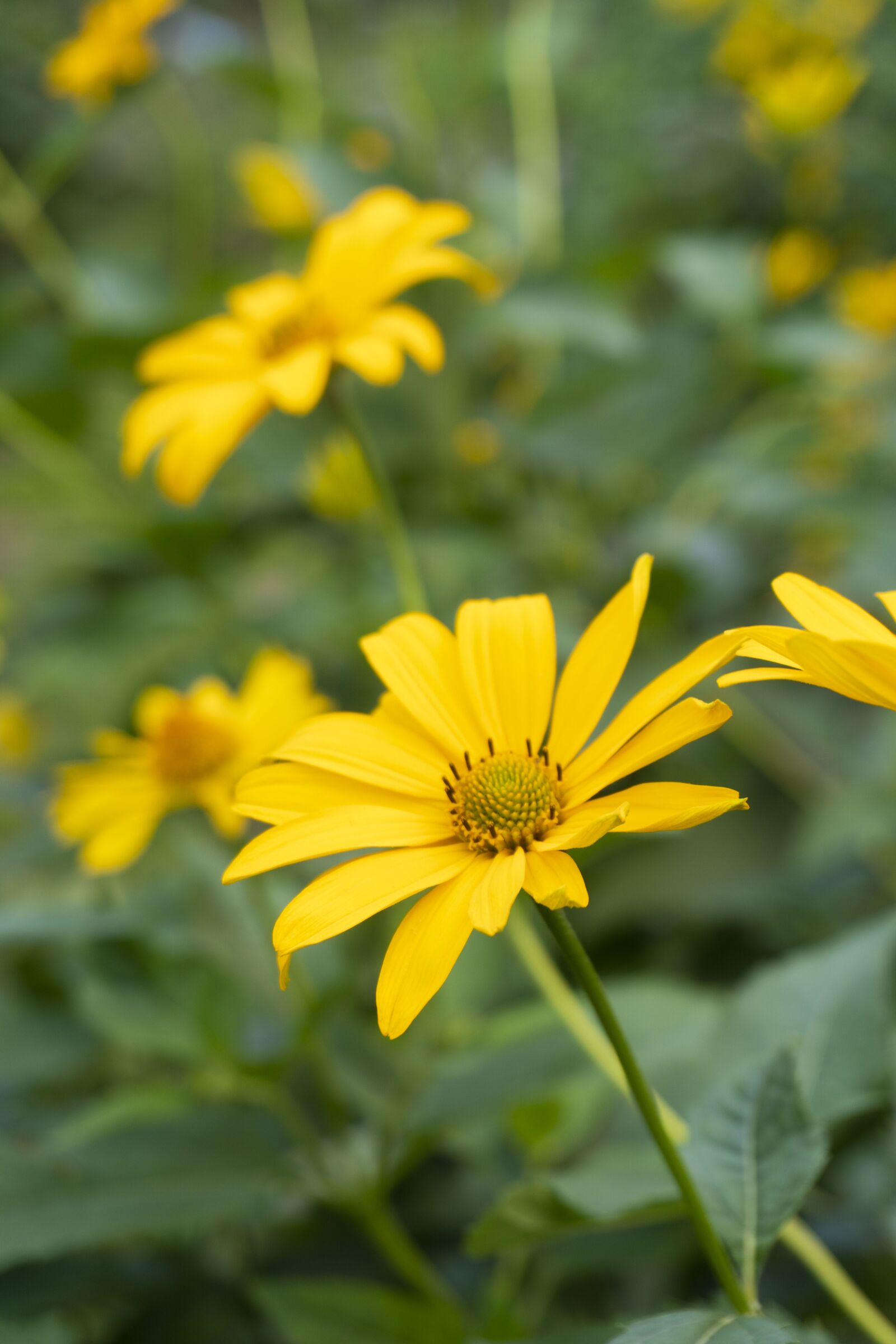 Sony a6300 sample photo. Flower, yellow, green photography