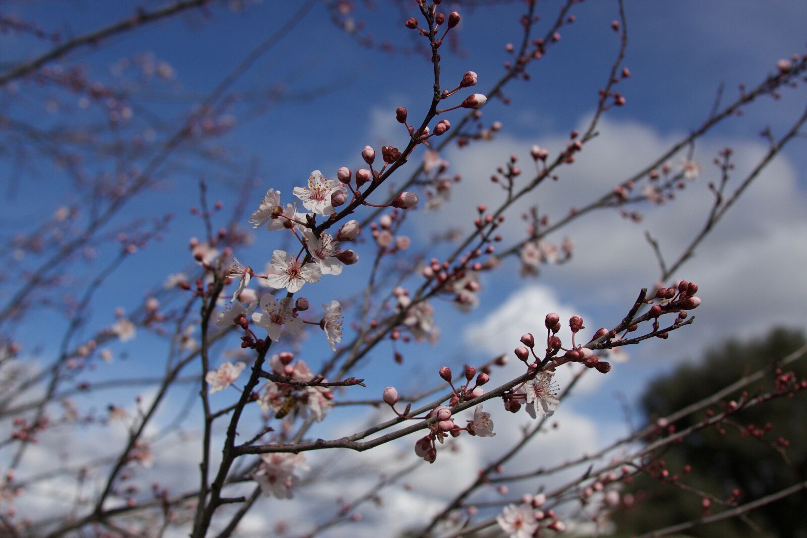Canon EOS 40D sample photo. Flowers, spring, plum tree photography