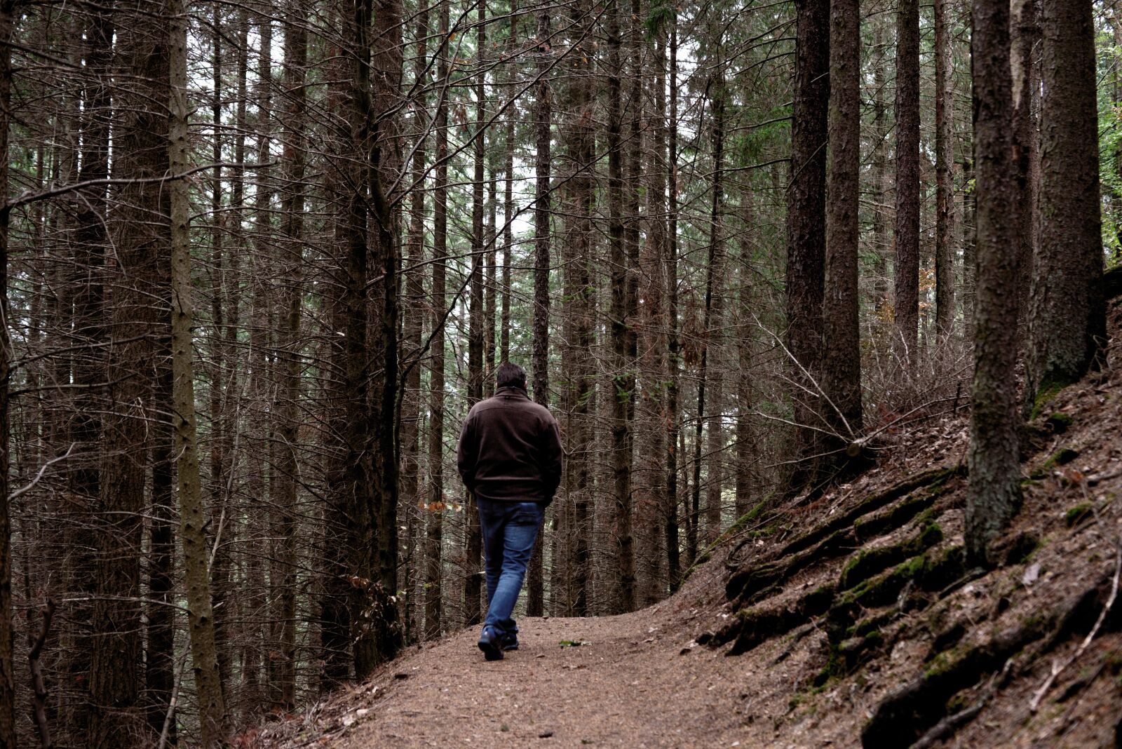 Nikon D610 sample photo. Forest, walk in the photography
