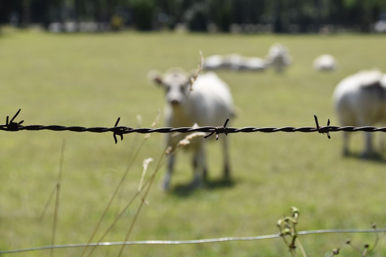Nikon D5600 sample photo. Barbed wire, wire, metal photography