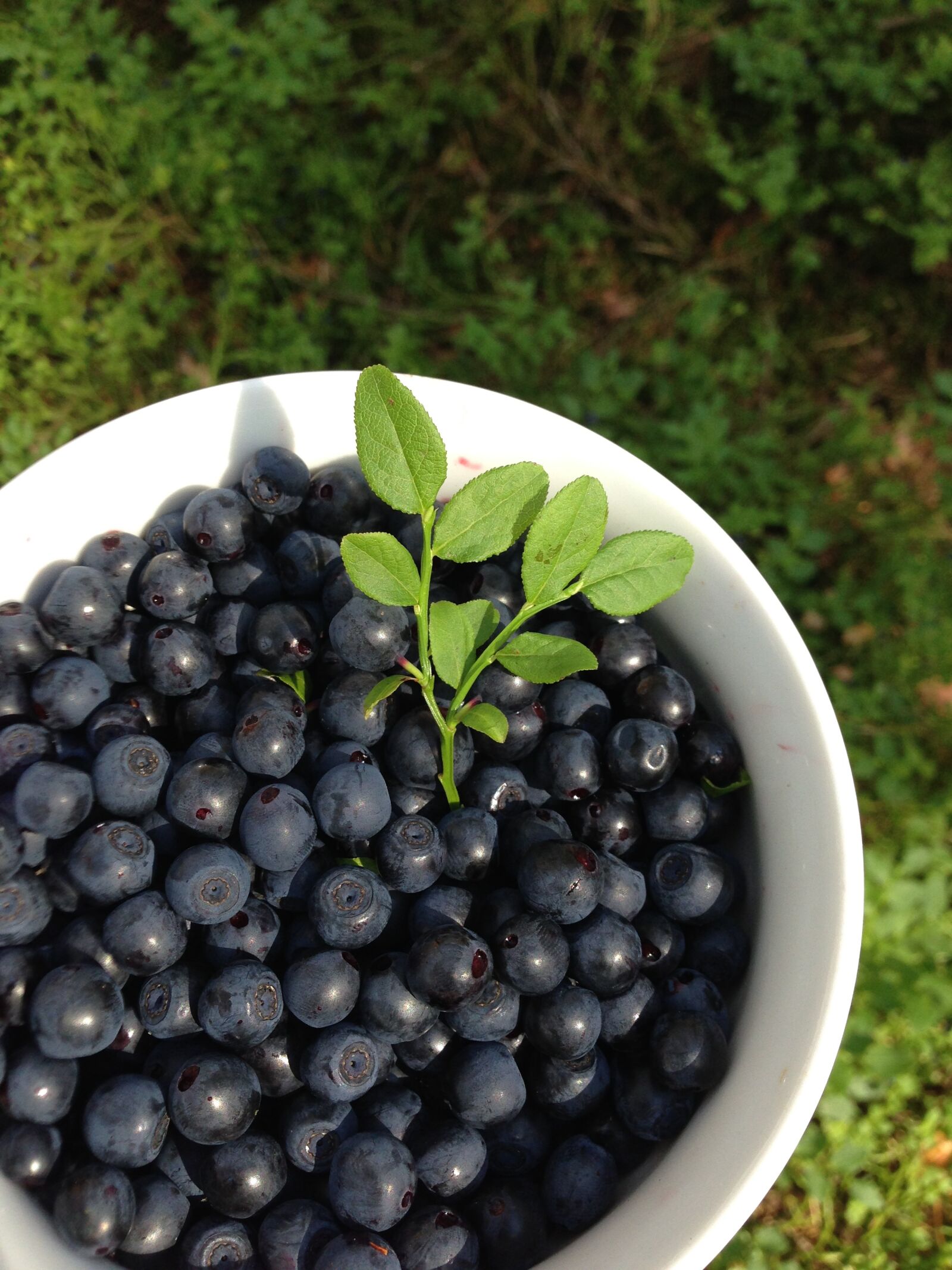 Apple iPhone 5 sample photo. Berries, blueberries, summer photography