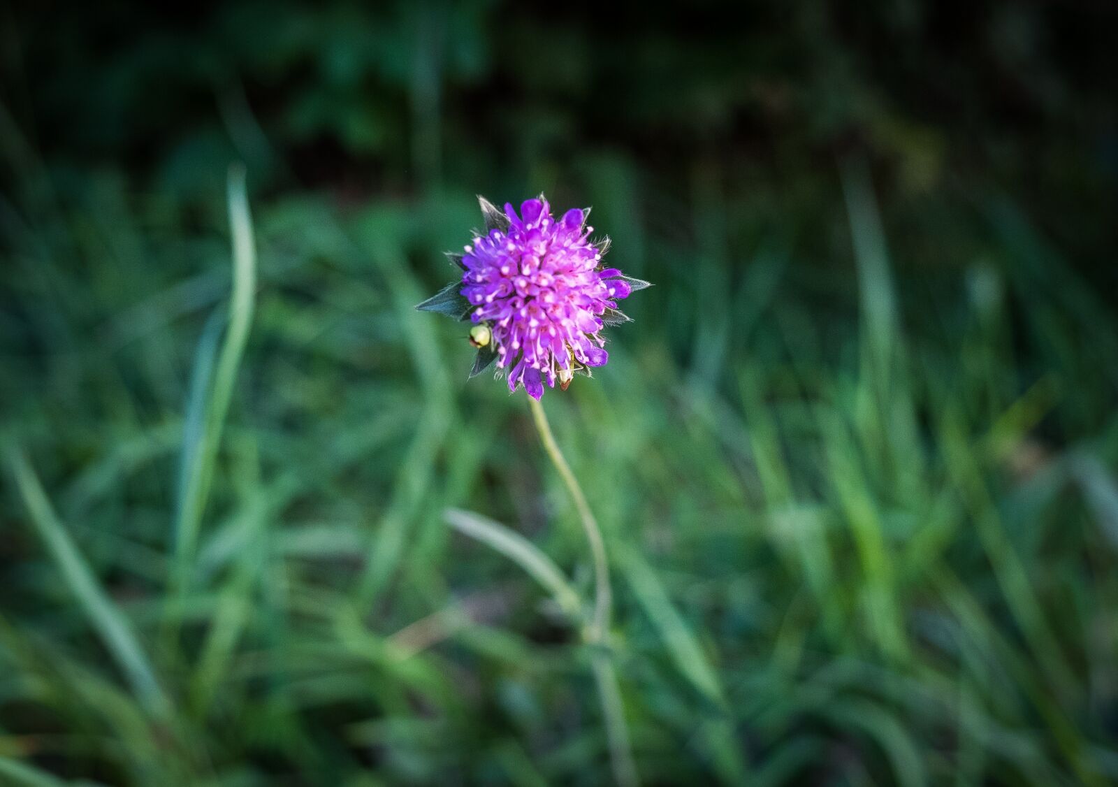 Fujifilm X-T2 sample photo. Flower, bloom, weed photography