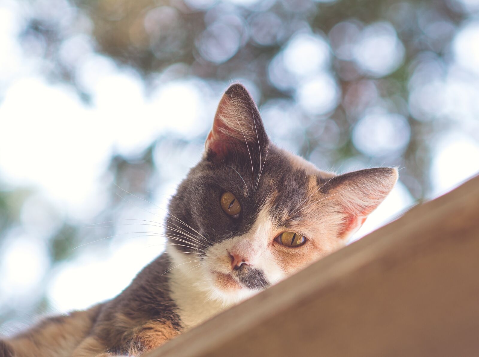 Nikon D7500 sample photo. Cat, kitten, pet photography