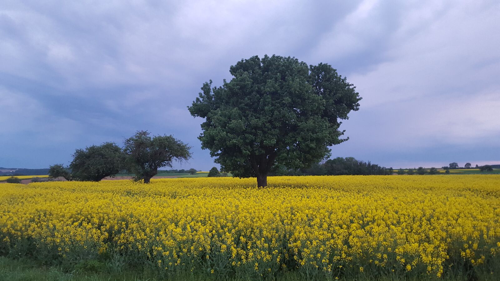 Samsung Galaxy S6 sample photo. Summer, landscape, field of photography