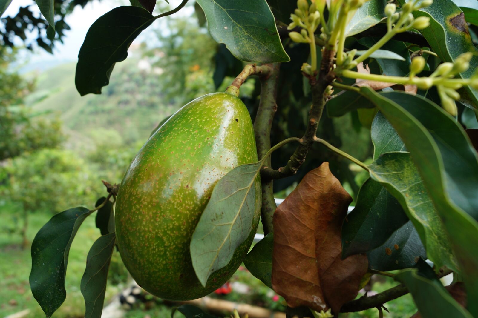 Sony DT 18-55mm F3.5-5.6 SAM II sample photo. Avocado, tree avocado photography