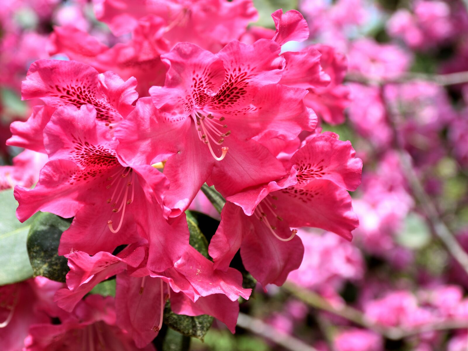Nikon D5500 sample photo. Rhododendron, blossom, bloom photography