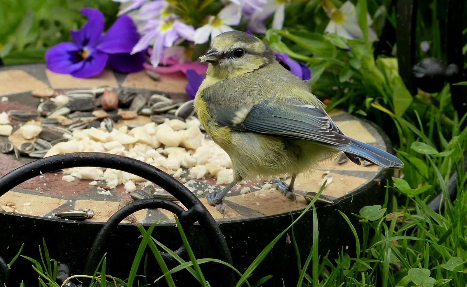 Panasonic Lumix DMC-FZ200 sample photo. Blue tit, cyanistes caeruleus photography