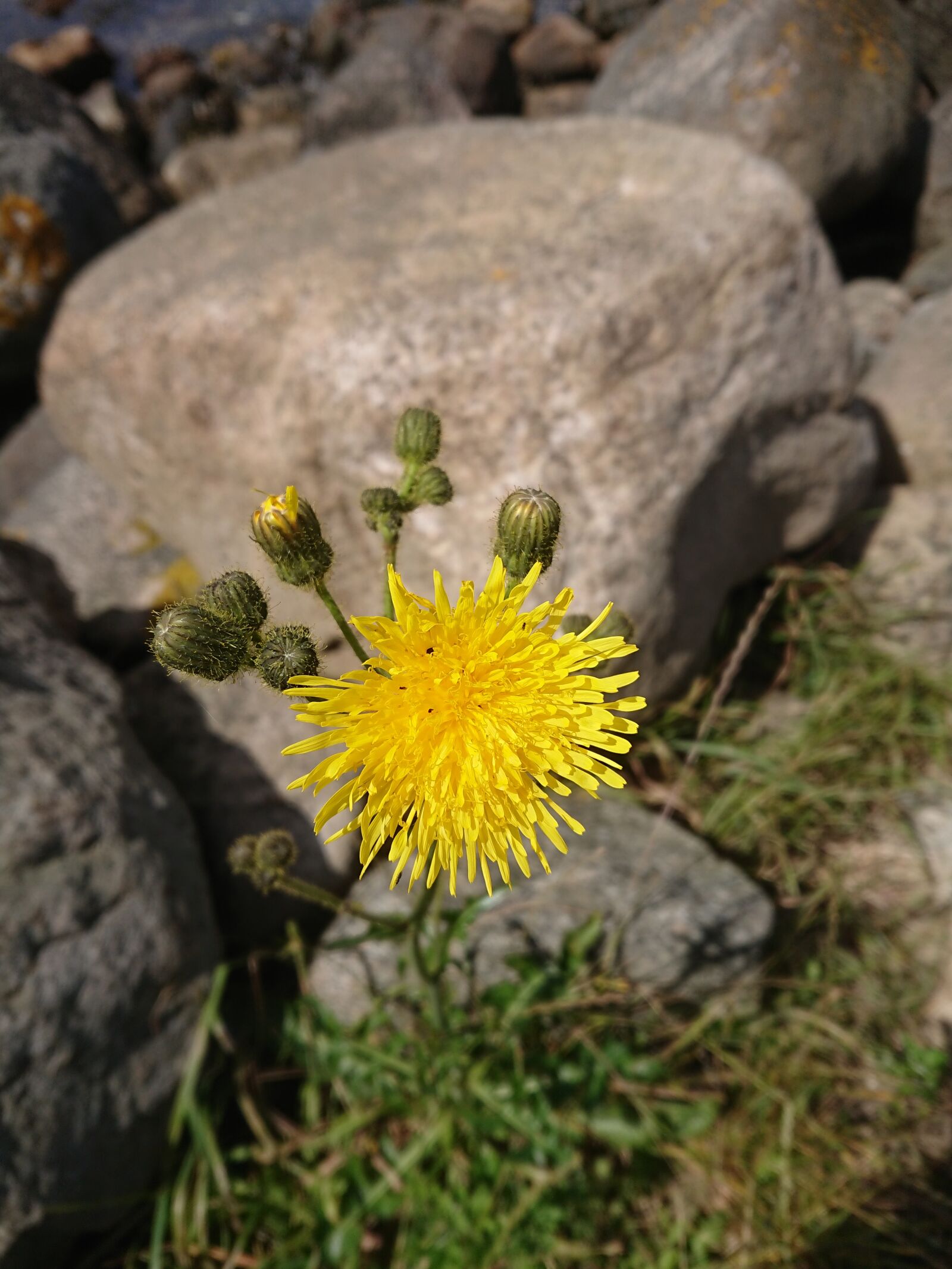 Sony Xperia XZ1 Compact sample photo. Flower, stones, natural photography