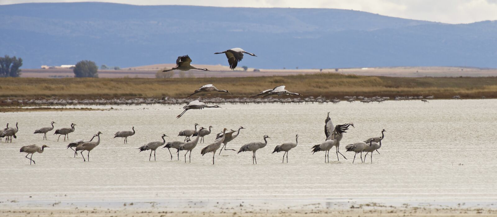 Nikon D810 sample photo. Cranes, laguna, nature photography